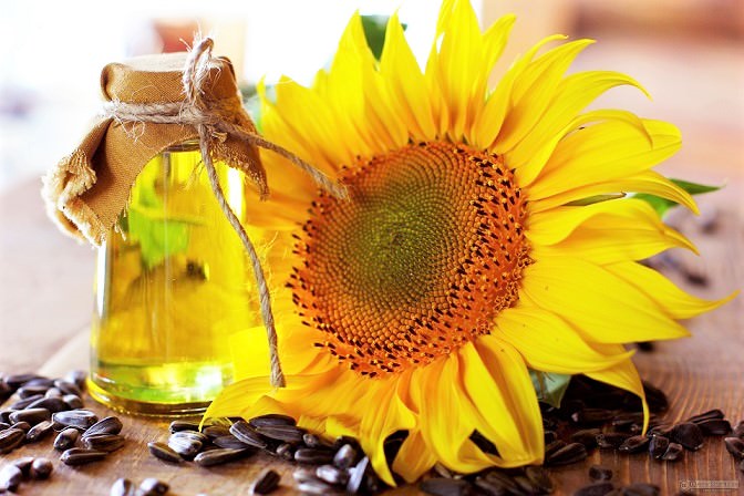 Crude sunflower oil unrefined